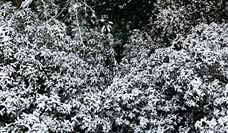 今年北方除雪方式有了新举措，智能化除雪装备成主力军