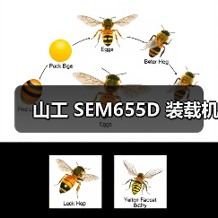 山工 SEM655D 装载机（图3）